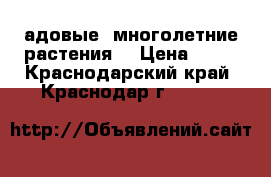Cадовые  многолетние растения. › Цена ­ 50 - Краснодарский край, Краснодар г.  »    